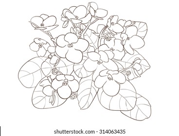 African Violet Flower Drawing Vector Stock Vector (Royalty Free