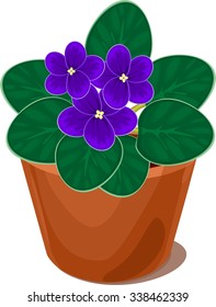 african violet flower in pot