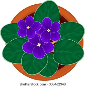 african violet flower in pot