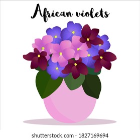 African violet house plant in the pot vector illustration with a name  text "African violet". Potted flower, decorative element for interior, room, garden hobby, flower shop concept, post card