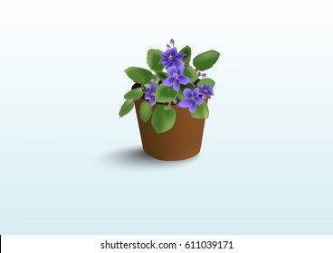 African Violet  illustrations 