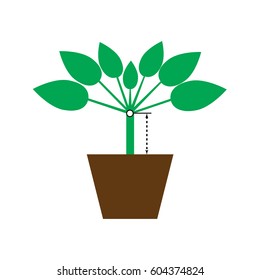 African violet with long "neck". Vector.