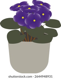 African violets are long lived, softwood, perennial herbaceous plants with very short stems and succulent leaves.
