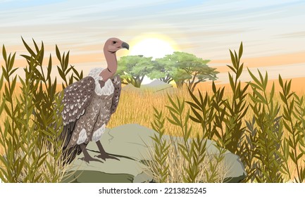 African vulture sits on a stone in the African savannah with dry grass. Dawn in Africa. Wild Carrion Birds. Realistic vector landscape