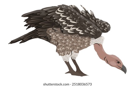 African vultures bowed his head. Wild birds of Africa. Realistic vector animal