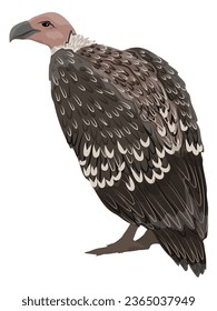 African vultures  or Eurasian griffon. Wild birds of Africa. Realistic vector animal