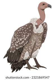 Buitres africanos buitre griffon o parrilla euroasiática. Aves silvestres de África. Animal vector realista