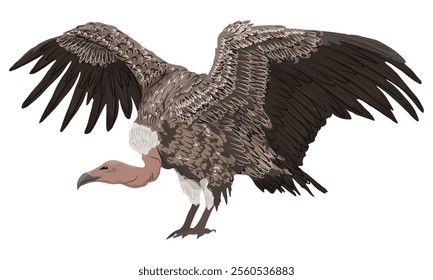 African vultures standing with wings spread. Wild birds of Africa. Realistic vector animal