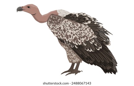 African vultures. Wild birds of Africa. Realistic vector animal