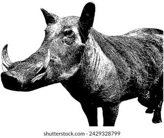 African warthog sketch in black, isolated 