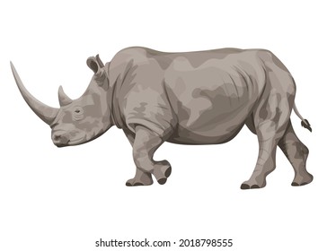 African White Rhino with long horn walking