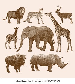 African Wild Animal Set Package 1