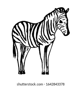 African wild animal zebra hand-drawn in black pencil, full length, side view. Vector stock illustration. Striped skin color. Safari, nature, zoo.