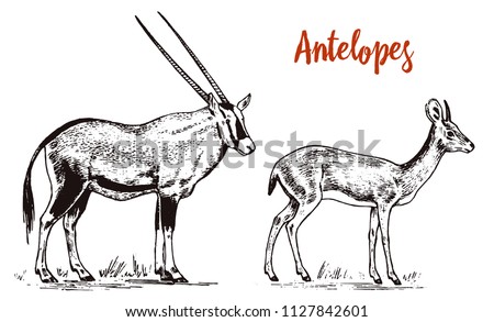 African wild antelope, deer or doe. Orix gemsbok and dik-dik. An animal in a safari. Vintage Mammal, Engraved hand drawn old monochrome sketch for label.