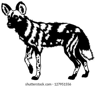 african wild dog,lycaon pictus,animal of africa,black and white side view image