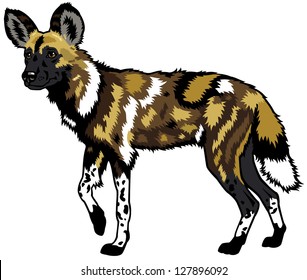 african wild dog,lycaon pictus,animal of africa,side view picture isolated on white background,vector illustration