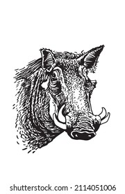 African wild hog portrait , vector illustration