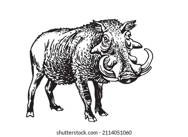 Estanque salvaje africano del cerdo, ilustración vectorial