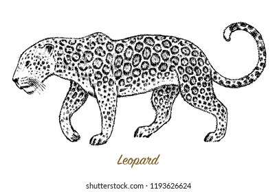 African Wild leopard. Profile Asian cat. Animal jaguar in the jungle. Tattoo artwork. Engraved hand drawn line art Vintage old monochrome sketch, ink. Vector illustration for label. safari symbol.