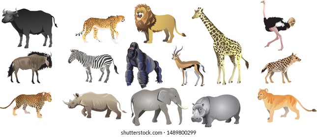 African Wild Live Animal Set, Lion, Gnu, Elephant, Rhino - Vector