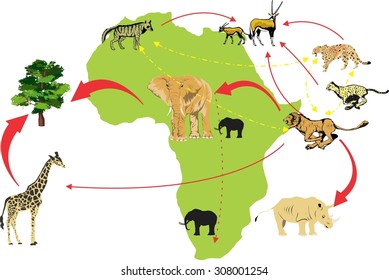 African wildlife ecosystem food chain illustration. Isolated on white, elephant, lion, giraffe
