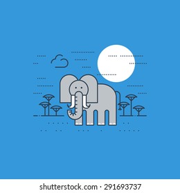 African wildlife. An elephant.