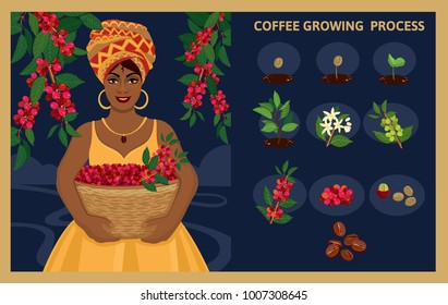 African woman with a basket harvests coffee berries. Plant seed germination stages. Process of planting and growing a coffee tree. Coffee tree cultivation in stages. Vector illustration