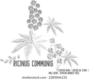 African Wonder Tree, Castor Bean, Castor Oil Plant vector contour. Ricinus communis plant outline. Set of Ricinus communis in Line for pharmaceuticals. Contour drawing of medicinal herbs