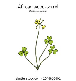 African wood-sorrel (Oxalis pes-caprae), edible and medicinal plant. Hand drawn botanical vector illustration