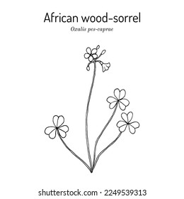 African wood-sorrel (Oxalis pes-caprae), edible and medicinal plant. Hand drawn botanical vector illustration