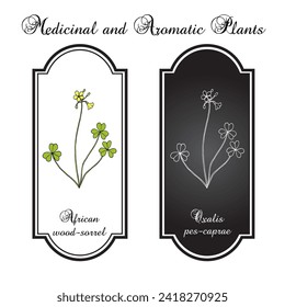 African wood-sorrel (Oxalis pes-caprae), edible and medicinal plant. Hand drawn botanical vector illustration