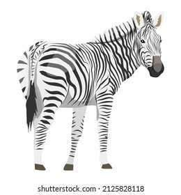 African zebra. Animals of Africa. Plains zebra Equus quagga or common zebra. Vector realistic animal
