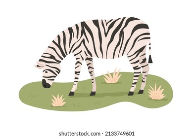 African zebra grazing, standing on grass. Wild striped animal eating. Savanna habitant. Tropical herbivore. Flat vector illustration isolated on white background