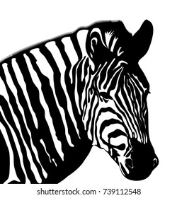 African Zebra Head Stock Vector (Royalty Free) 739112548 | Shutterstock