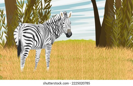 African zebra stands in the savannah. Pasture, trees and shrubs, dry grass and stones. Animals of Africa. Realistic vector landscape