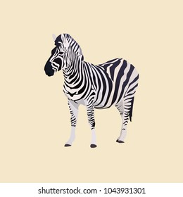 African zebra vector illustration isolated