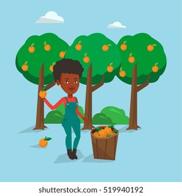 African-american farmer holding an orange on the background of orange trees. Farmer collecting oranges. Gardener standing near basket full with oranges. Vector flat design illustration. Square layout.