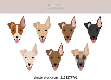 Africanis clipart. Different poses, coat colors set.  Vector illustration