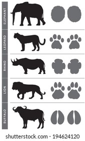 Africa's Big Five Animal Tracks: Elephant, Lion, Leopard, Buffalo and Rhino