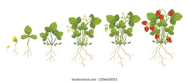 After Planting The Strawberry Seeds, The Plants Go Through A Timeline Of Germination, Seedling Stage, Flowering, Pollination, Fruit Development, And Ripe Strawberries. Cartoon Vector illustration