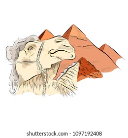 Ð¡amel against the background of the Egyptian pyramids. Vector Image