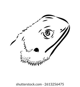 Agama Lizard hand drawing vector illustration isolated on white background