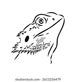 Agama Lizard hand drawing vector illustration isolated on white background