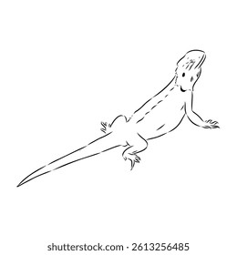 Agama Lizard hand drawing vector illustration isolated on white background