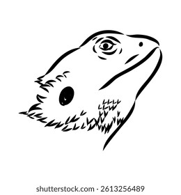 Agama Lizard hand drawing vector illustration isolated on white background