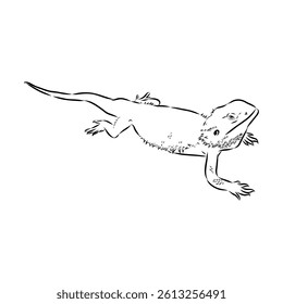 Agama Lizard hand drawing vector illustration isolated on white background