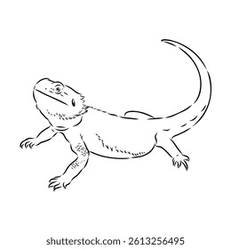 Agama Lizard hand drawing vector illustration isolated on white background