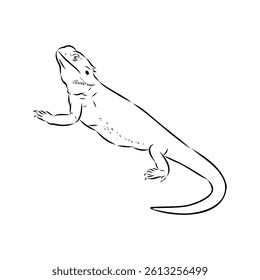 Agama Lizard hand drawing vector illustration isolated on white background