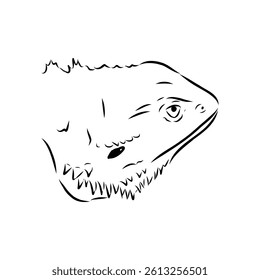 Agama Lizard hand drawing vector illustration isolated on white background