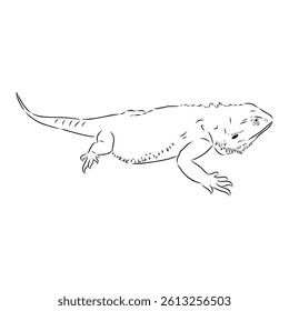 Agama Lizard hand drawing vector illustration isolated on white background